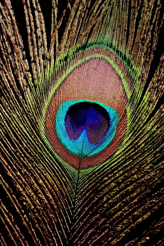peacock, feather, bird, nature, colorful