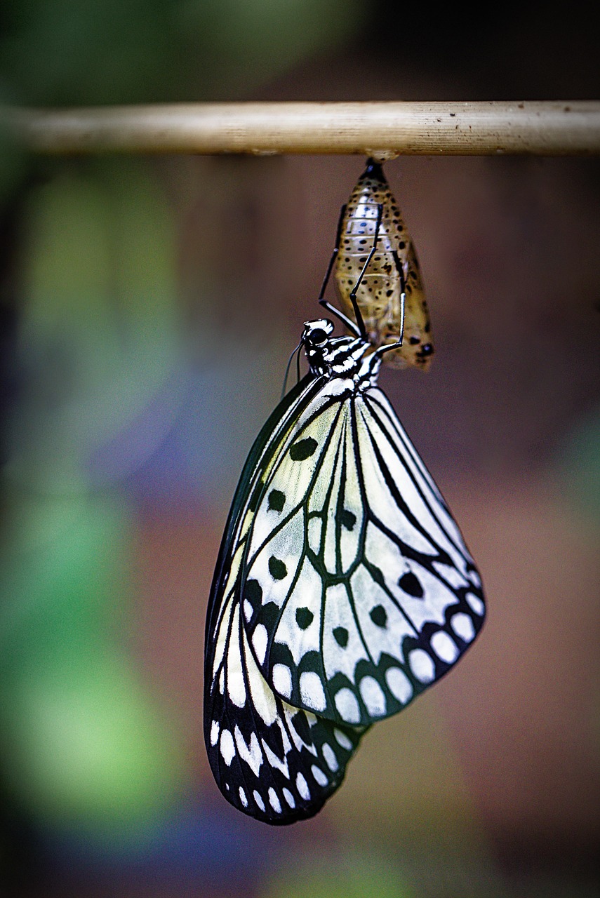 butterfly, hatching, insect, winged insect, butterfly wings, fauna, nature, close up, butterfly, butterfly, butterfly, butterfly, butterfly